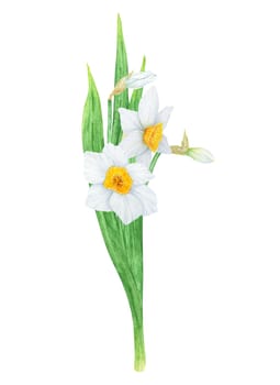 Narcissus, watercolor illustration of daffodils. Hand drawn watercolor painting of a fragrant spring garden flower. White and yellow botanical painting for greeting, wedding, Easter, Mothers day print.