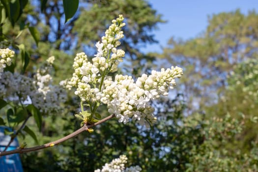 White lilac flowers among green leaves close up