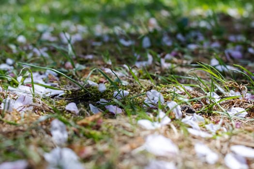 White sakura petals on green grass close up