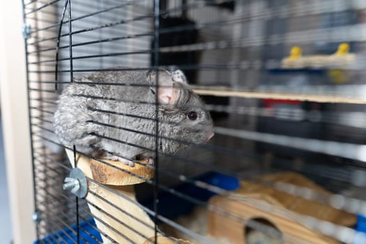 a large gray chinchilla sits in a cage and eats a herbal stick. High quality photo