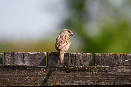 sparrow sitting on a wooden fence, wild nature