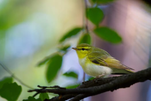 spring bird among green leaves, wild nature