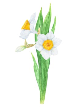 Narcissus, watercolor illustration of daffodils. Hand drawn watercolor painting of a fragrant spring garden flower. White and yellow botanical painting for greeting, wedding, Easter, Mothers day print.