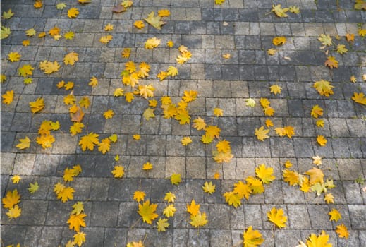 Brick background. Gray brick paving stones on the sidewalk with autumn leaves. Top view. Close-up, selective focus, copy space.