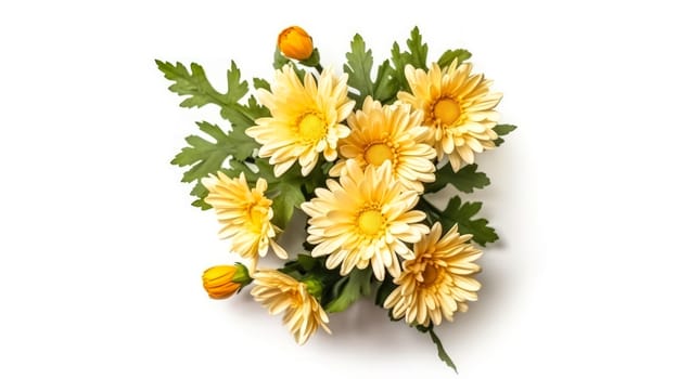 A stunning display of yellow chrysanthemums against a pristine white background, capturing the essence of floral beauty. Perfect for diverse design applications.