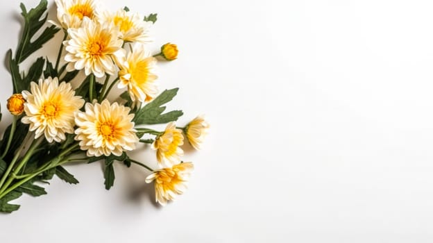 A stunning display of yellow chrysanthemums against a pristine white background, capturing the essence of floral beauty. Perfect for diverse design applications.