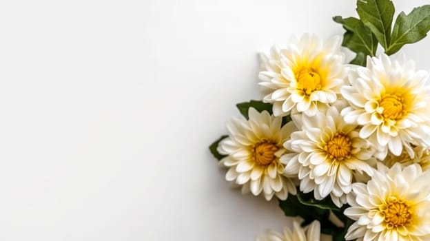 A stunning display of yellow chrysanthemums against a pristine white background, capturing the essence of floral beauty. Perfect for diverse design applications.