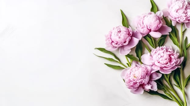 Elegant pink peonies gracefully isolated on a chic gray background, providing a visually stunning composition with ample copy space.