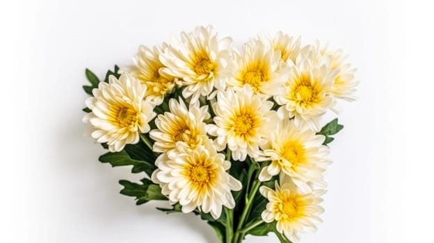 A stunning display of yellow chrysanthemums against a pristine white background, capturing the essence of floral beauty. Perfect for diverse design applications.