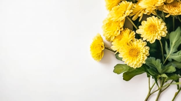 A stunning display of yellow chrysanthemums against a pristine white background, capturing the essence of floral beauty. Perfect for diverse design applications.