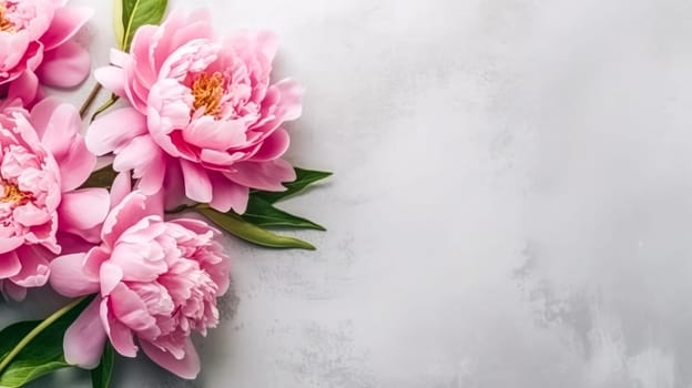 Elegant pink peonies gracefully isolated on a chic gray background, providing a visually stunning composition with ample copy space.