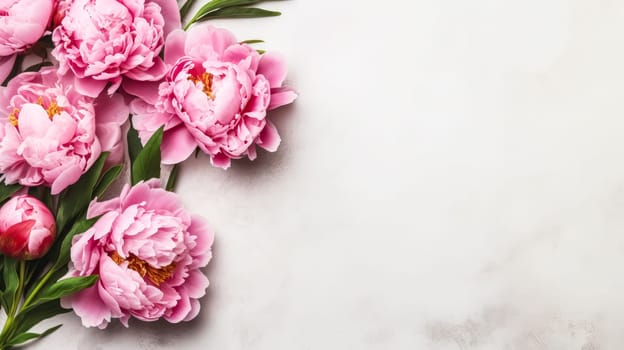 Elegant pink peonies gracefully isolated on a chic gray background, providing a visually stunning composition with ample copy space.