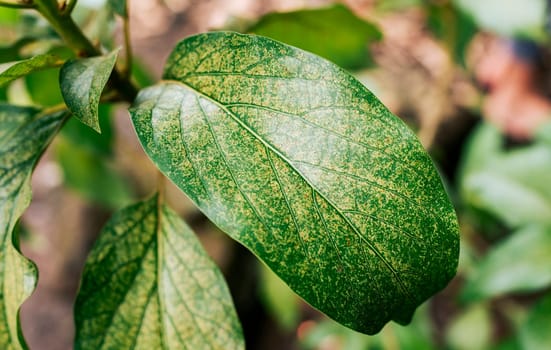 Avocado leaf background. Close up of a beautiful avocado leaf