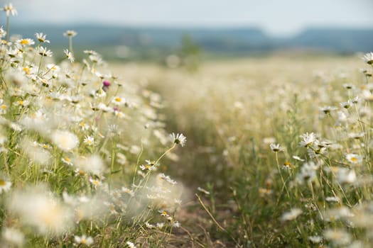 Daisy Chamomile background. Beautiful nature scene with blooming chamomilles in sun flare. Sunny day. Summer flowers