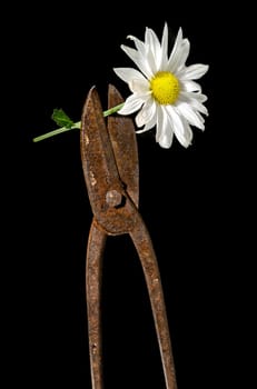 Creative still life with old rusty metal hand scissors and white chamomile on a black background