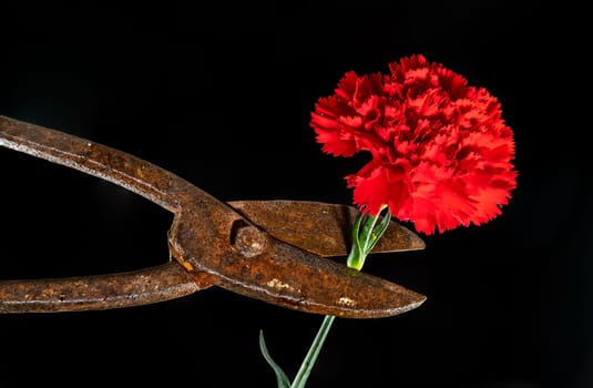 Creative still life with old rusty metal hand scissors and red carnation on a black background