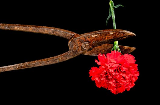 Creative still life with old rusty metal hand scissors and red carnation on a black background