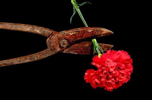 Creative still life with old rusty metal hand scissors and red carnation on a black background