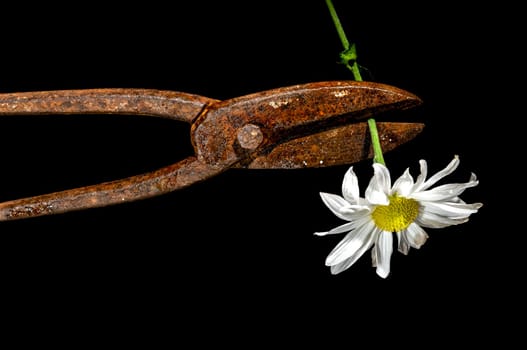 Creative still life with old rusty metal hand scissors and white chamomile on a black background