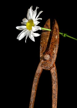 Creative still life with old rusty metal hand scissors and white chamomile on a black background