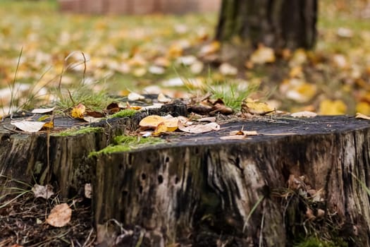 Yellow maple leaves on the ground and stump close up