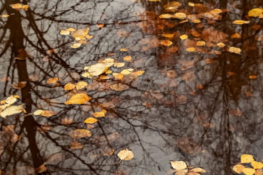 Yellow autumn leaves in a puddle close up, background