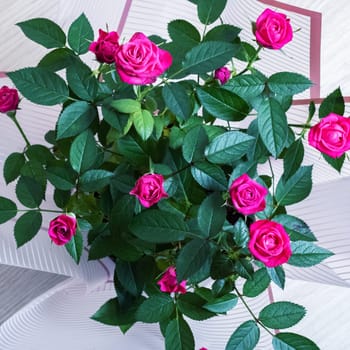 Pink rose buds close up among green leaves, square format