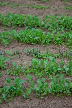Young seedlings in the ground for reproduction. Plant seedlings.