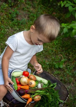 hands of a child farmer vegetables in a bowl in the garden