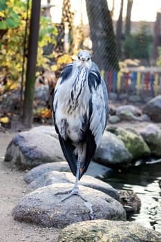 A heron stands on a stone on one leg close up