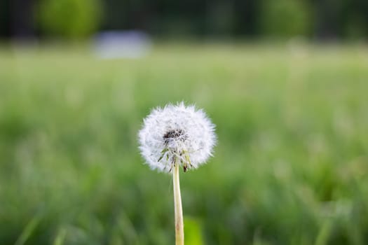 White fluffy dandelion flower on greenery background close up