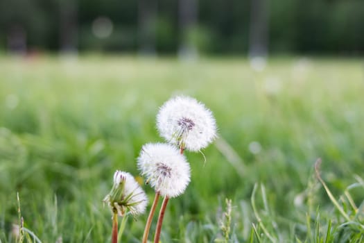 White fluffy dandelion flowers on greenery background close up