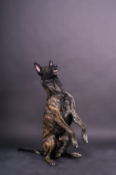 Dutch shepherd dog sitting isolated on dark yellow red background