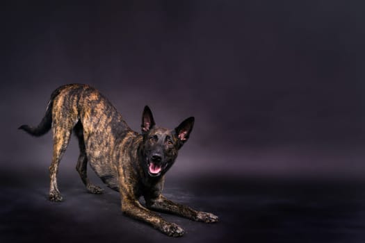 Dutch shepherd dog sitting isolated on dark yellow red background