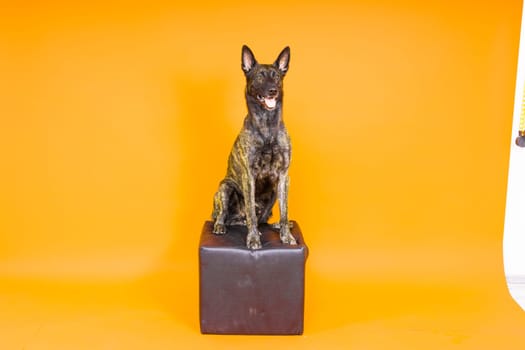 Dutch shepherd dog sitting isolated on dark yellow red background