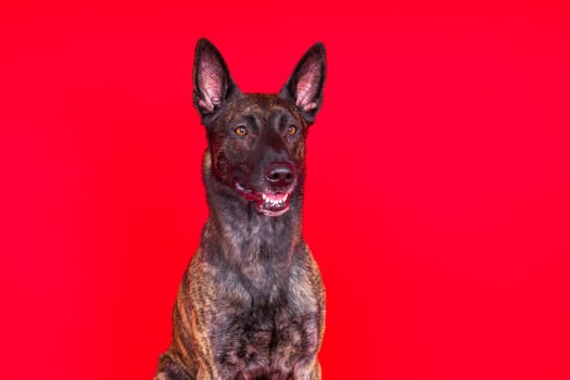 Dutch shepherd dog sitting isolated on dark yellow red background