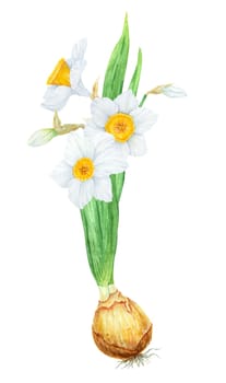 Narcissus, watercolor illustration of daffodils. Hand drawn watercolor painting of a fragrant spring garden flower. White and yellow botanical painting for greeting, wedding, Easter, Mothers day print.