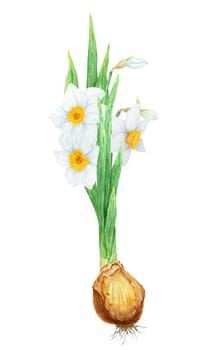 Narcissus, watercolor illustration of daffodils. Hand drawn watercolor painting of a fragrant spring garden flower. White and yellow botanical painting for greeting, wedding, Easter, Mothers day print.