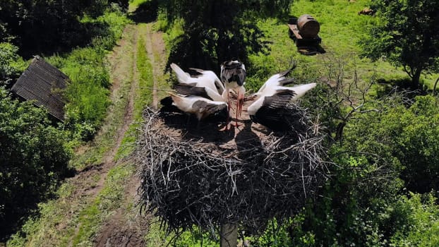 Stork mother feeds chicks in the nest. Drone view