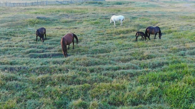 Wild horses graze in the field in the morning
