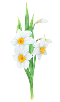 Narcissus, watercolor illustration of daffodils. Hand drawn watercolor painting of a fragrant spring garden flower. White and yellow botanical painting for greeting, wedding, Easter, Mothers day print.