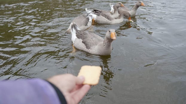 Feeding cookies to wild geese on the southern Ural river in russia