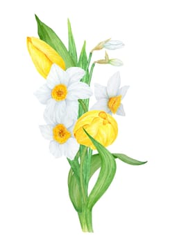 Bouquet of white narcissus, yellow tulip. Watercolor illustration of daffodil. Handdrawn watercolor botanical painting of fragrant spring garden flower for greeting, wedding, Easter, Mothers day prints