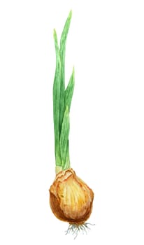 Bulb of plant, flower. Watercolor hand drawn illustration of narcissus, onion, tulip, hyacinth. Botanical painting of spring garden flower for greeting, wedding, Easter, Mothers day, farmers prints.