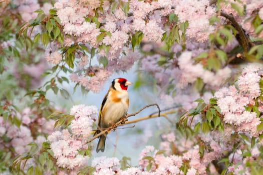 spring bird, goldfinch, sitting among cherry blossoms, spring time