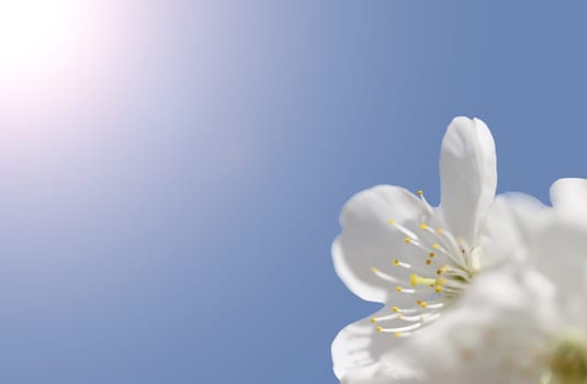 spring flower against blue sky, spring time