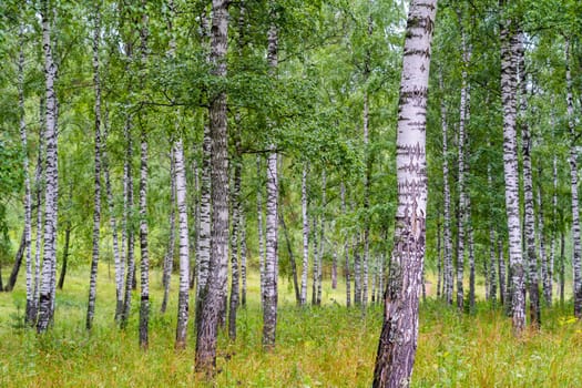 Green birch grove in Russia