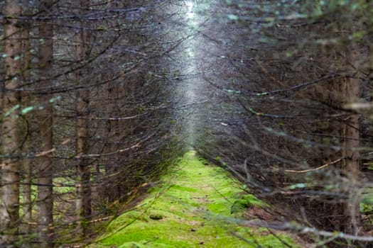 Dry pictures of pine trees in an artificial forest