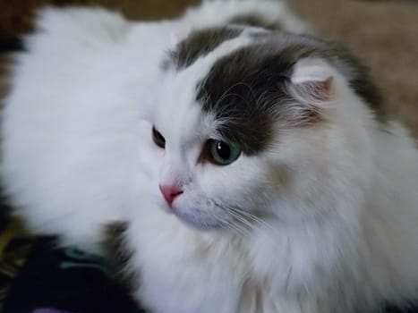 Fluffy white cat with grey patches and green eyes, looking away thoughtfully, indoor close-up.