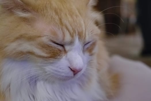 Close-up of a peaceful ginger cat with closed eyes, displaying a serene expression.